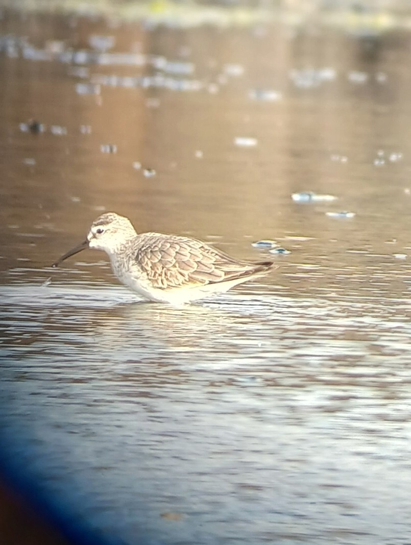 Curlew Sandpiper (Calidris ferruginea), photo 1