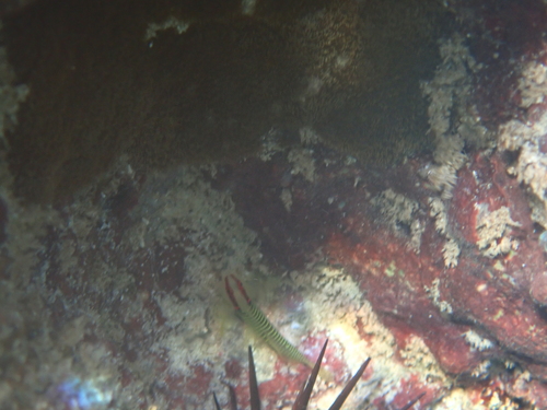 Greenband goby (Tigrigobius multifasciatus) — Gobiidae