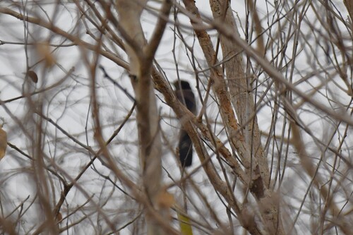 Black Scimitarbill (Rhinopomastus aterrimus)