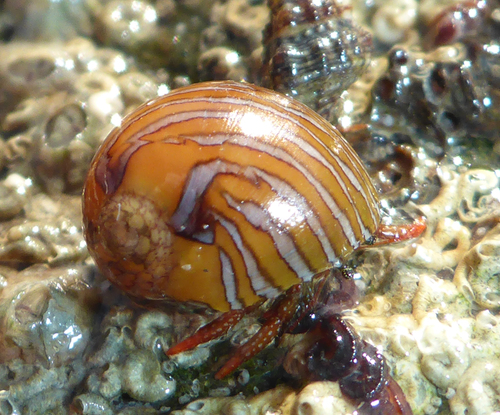 Vitta luteofasciata