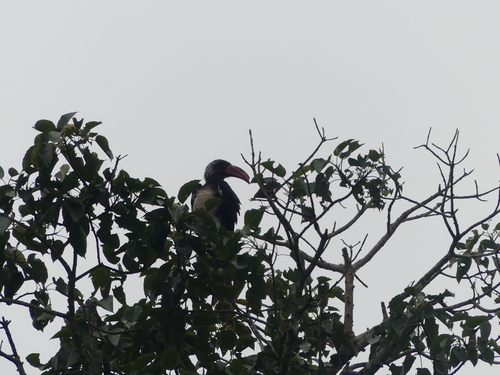 Crowned Hornbill
