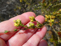 Stylapterus fruticulosus