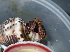 Clibanarius corallinus