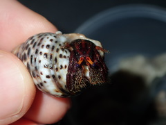 Clibanarius corallinus