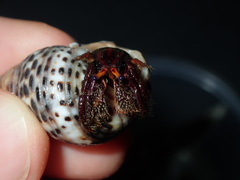 Clibanarius corallinus