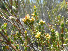 Stylapterus fruticulosus