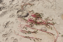 Blutaparon portulacoides