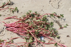Blutaparon portulacoides
