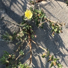 Oenothera humifusa