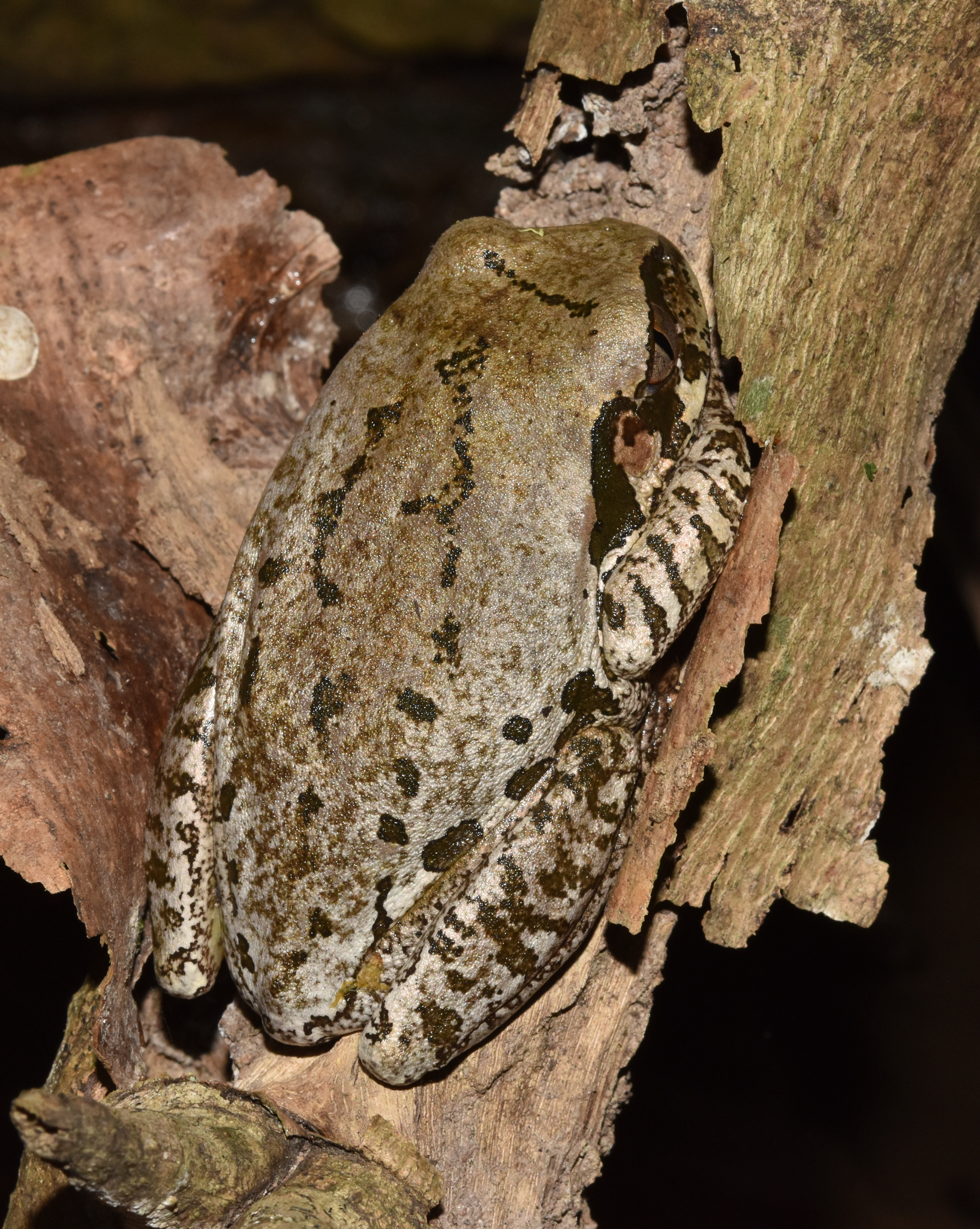 Leptopelis natalensis (Smith, 1849)