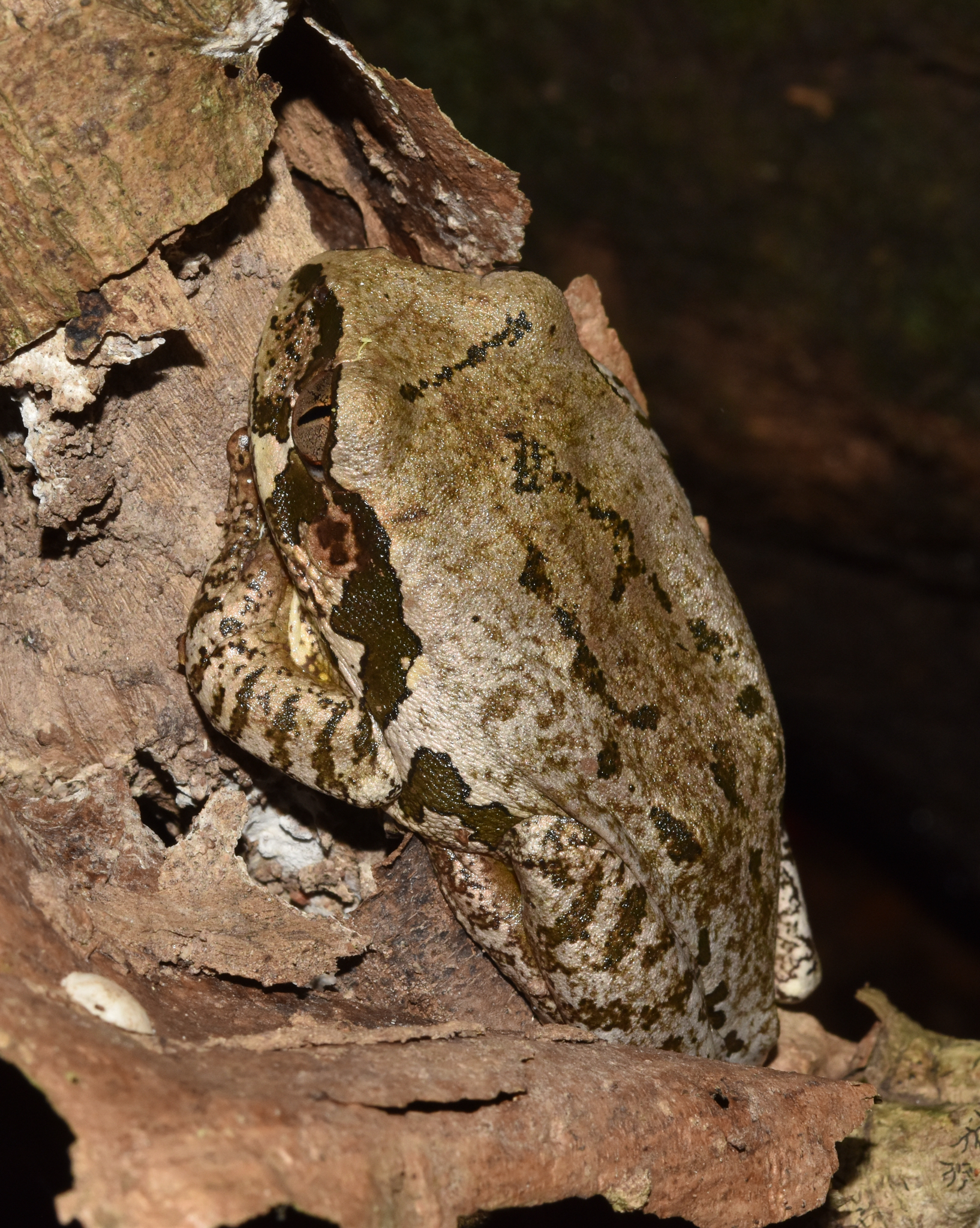 Leptopelis natalensis (Smith, 1849)