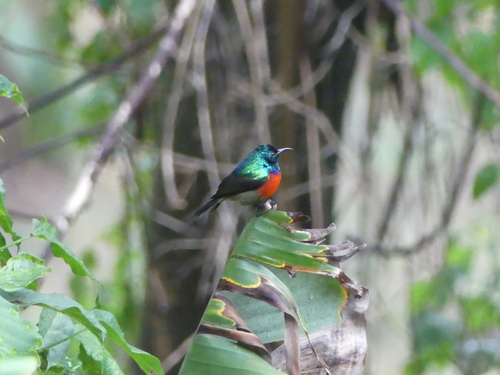 iNaturalist image
