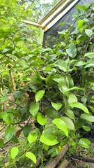 Passiflora ambigua