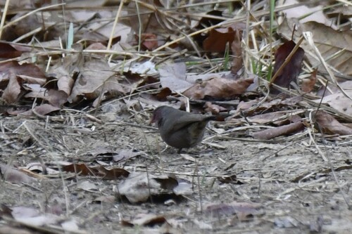 Bar-breasted Firefinch (Lagonosticta rufopicta), photo 2