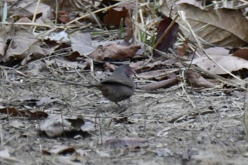 Bar-breasted Firefinch (Lagonosticta rufopicta)