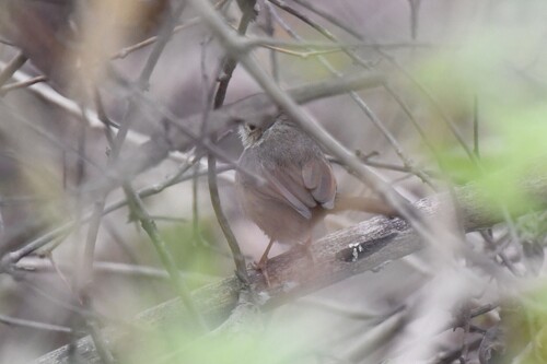 Rufous Cisticola (Cisticola rufus), photo 5