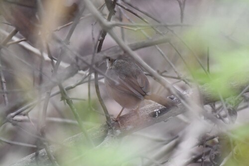 Rufous Cisticola (Cisticola rufus), photo 7