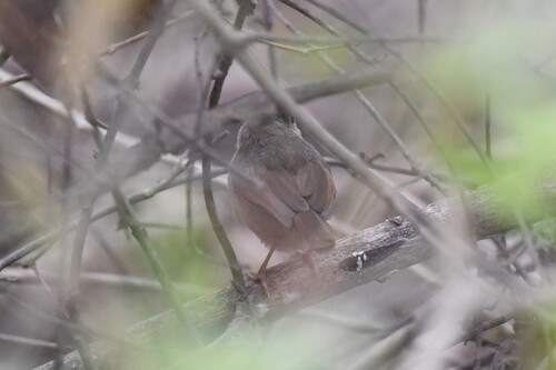 Rufous Cisticola (Cisticola rufus), photo 8