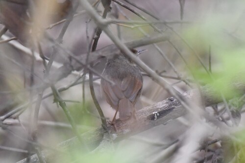 Rufous Cisticola (Cisticola rufus), photo 4