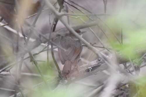 Rufous Cisticola (Cisticola rufus), photo 2