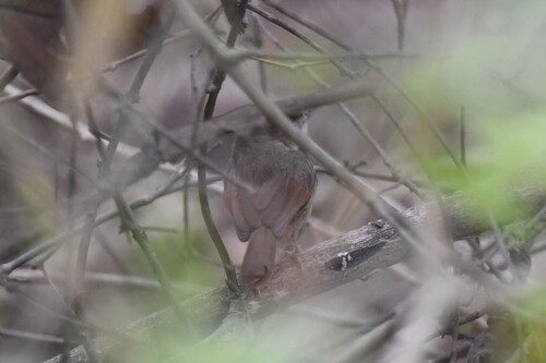 Rufous Cisticola (Cisticola rufus), photo 6