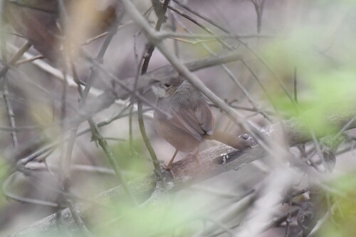 Rufous Cisticola (Cisticola rufus), photo 3