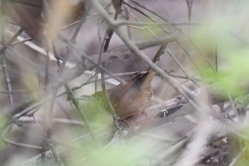 Rufous Cisticola (Cisticola rufus), photo 2