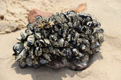Brachidontes rodriguezii