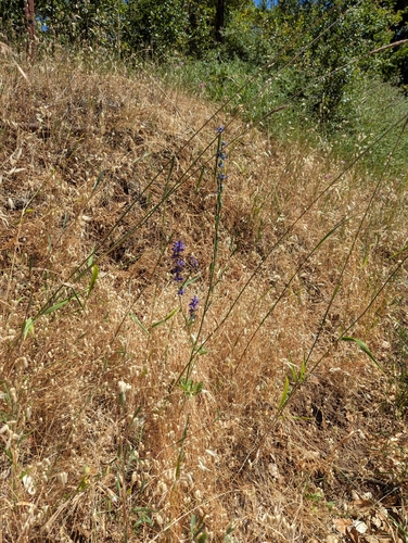 western larkspur (Delphinium hesperium)