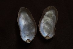 Vulsella
