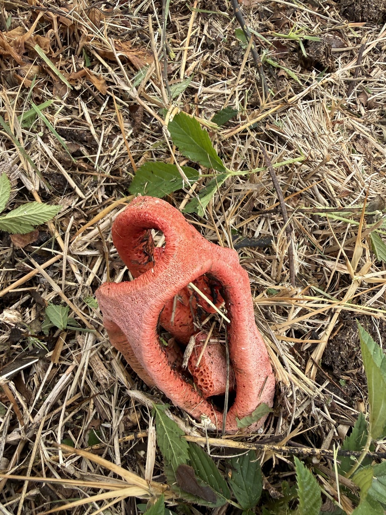 Clathrus columnatus · January 2026 · photo: © arctic_mongoose (iNaturalist, cc-by)