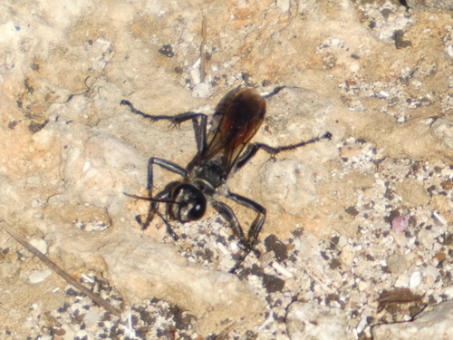 Prionyx thomae observed 2026-01-07