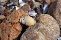 Buccinanops cochlidium