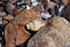 Buccinanops cochlidium