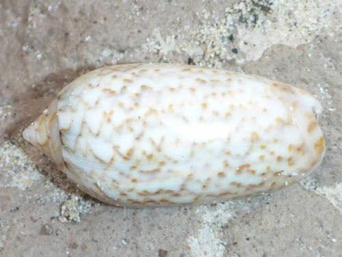 veined olive