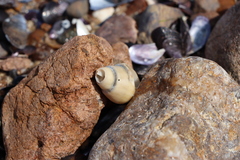 Buccinanops cochlidium