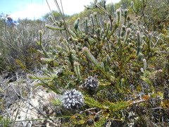 Serruria trilopha