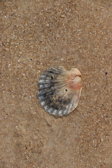 Aequipecten tehuelchus