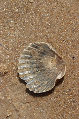 Aequipecten tehuelchus