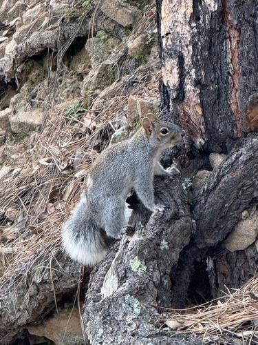 Arizona Gray Squirrel observed by jnesbit_wild