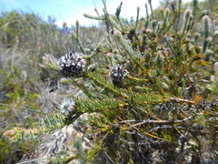 Serruria trilopha