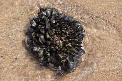 Brachidontes rodriguezii