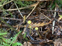Mycena oregonensis