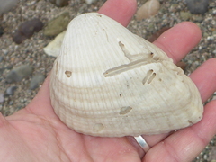 Noetia