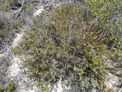 Serruria trilopha