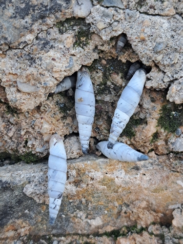 Albinaria caerulea