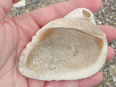 Noetia