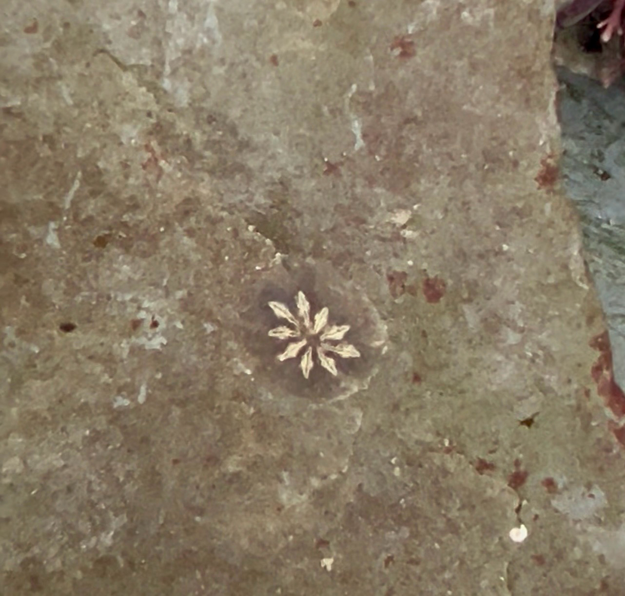 Botryllus schlosseri (Pallas, 1766)