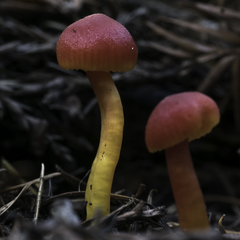 Hygrocybe marchii