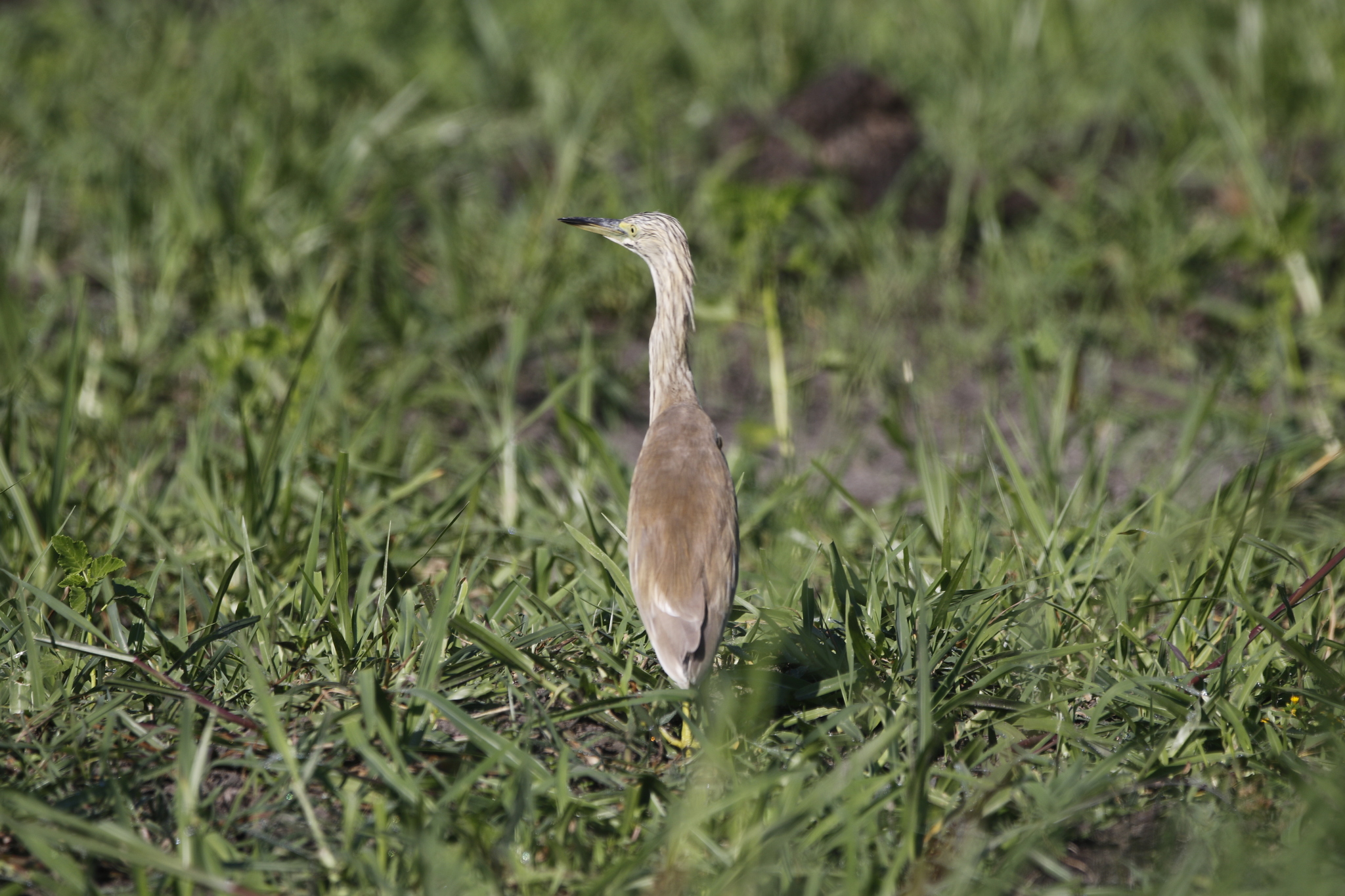 Squacco Heron (Ardeola ralloides), photo 1